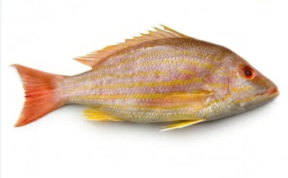 Red sniper (K?rlang?ç) 1lb whole,gilled,gutted&scaled